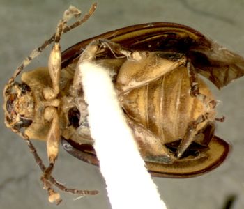 Media type: image;   Entomology 29089 Aspect: habitus ventral view